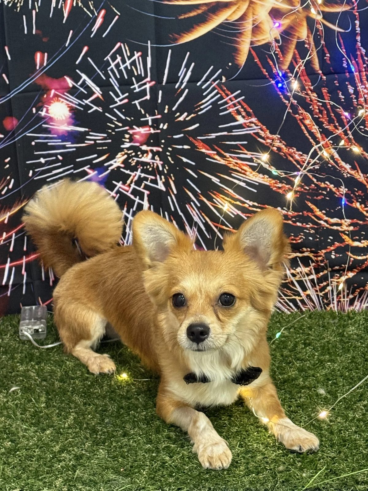 Golden dog photographed against festive lights