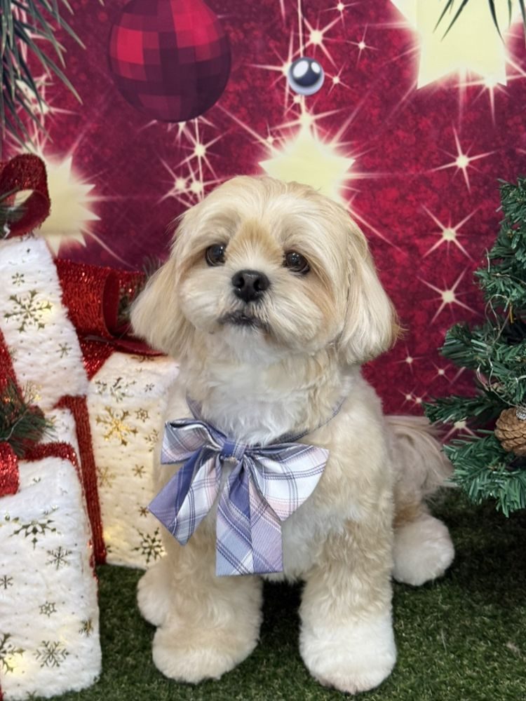 Fluffy dog with a styled topknot and ribbon
