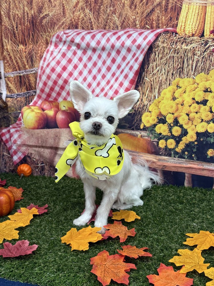 Small dog in an autumn setting with a bandana