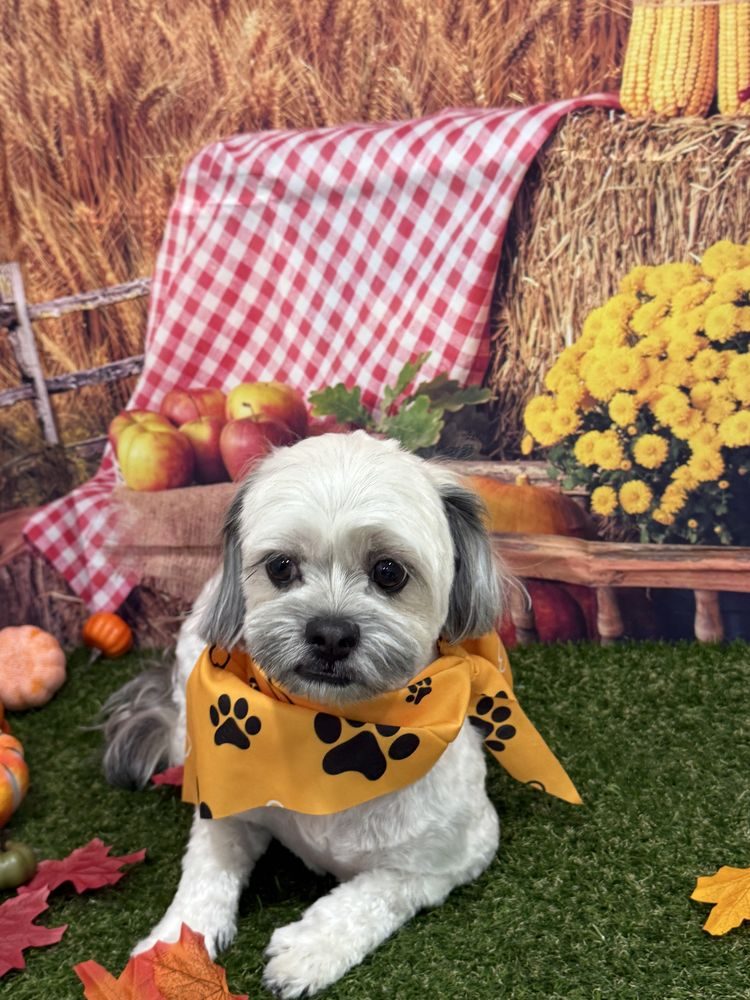 Rounded Asian Fusion cut on a small dog
