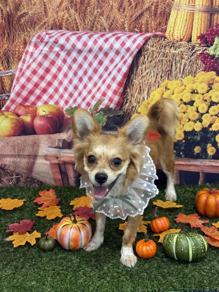 Tiny dog in a frilly collar amid autumn leaves