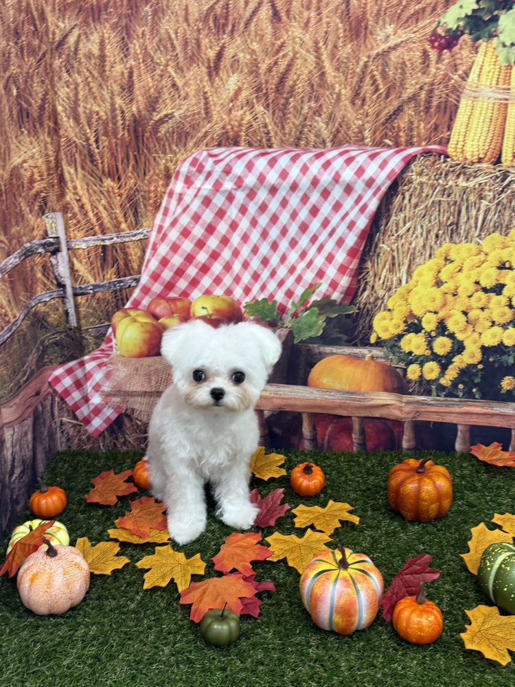 White dog with a fresh fluffy groom
