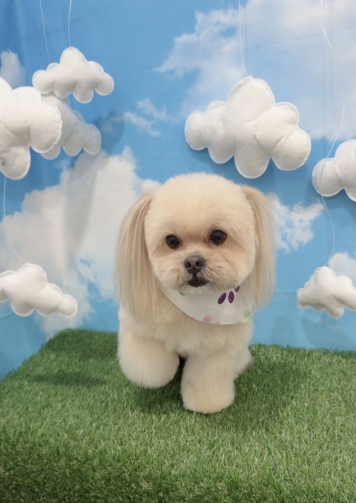 Cream dog with a teddy-bear face cut